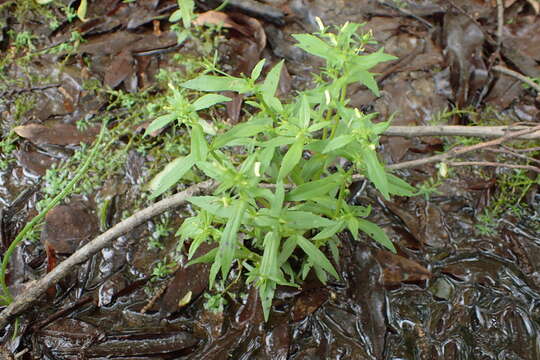 Image of clammy hedgehyssop