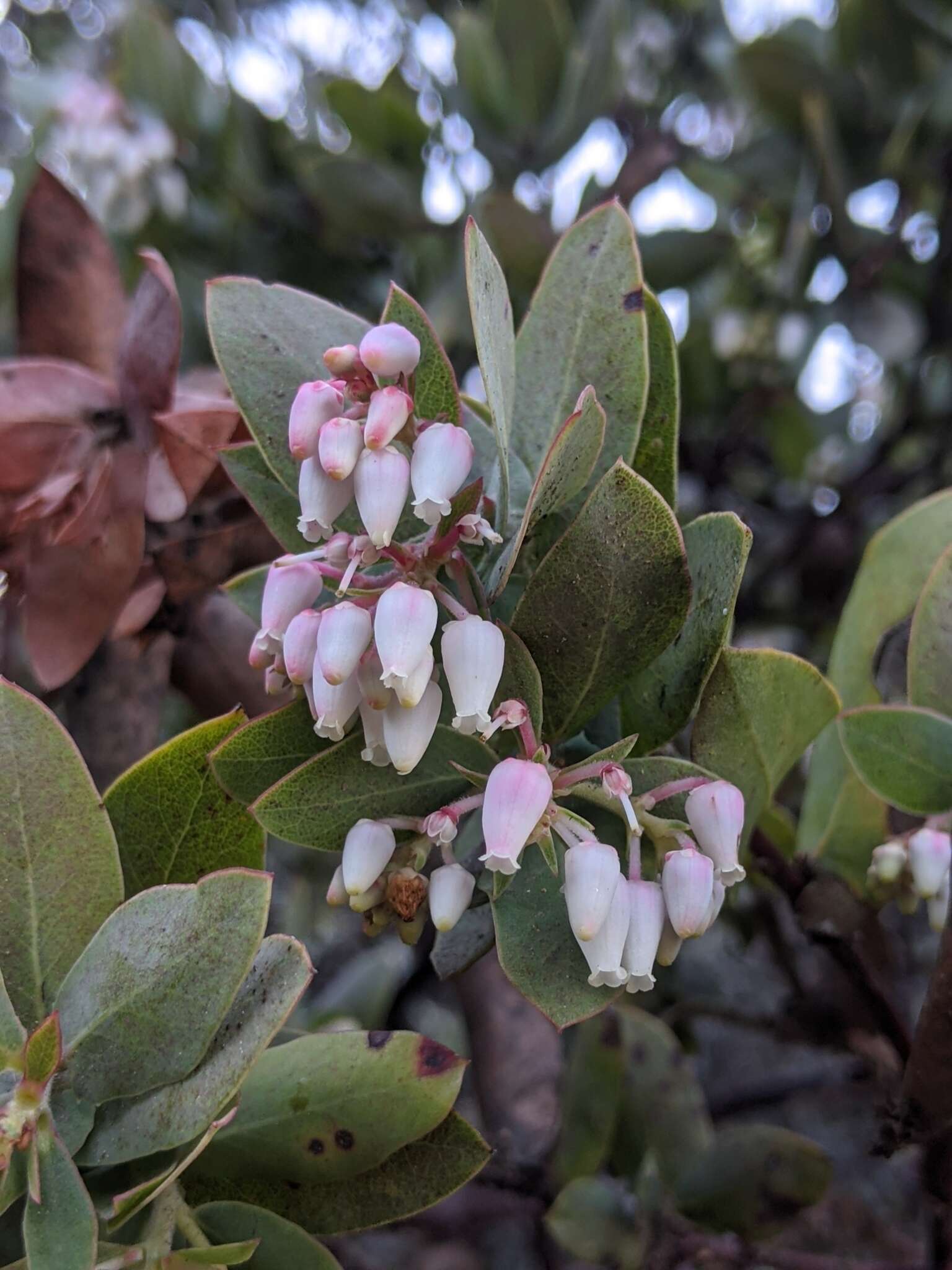 Image of Alameda manzanita