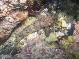 Image of Barehead goby