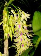 Imagem de Dendrobium amethystoglossum Rchb. fil.