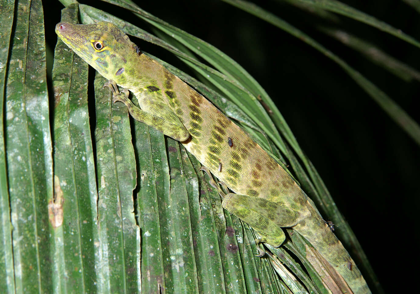 Image of Bridled Anole