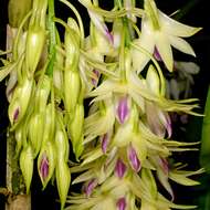 Imagem de Dendrobium amethystoglossum Rchb. fil.