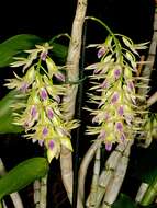 Imagem de Dendrobium amethystoglossum Rchb. fil.