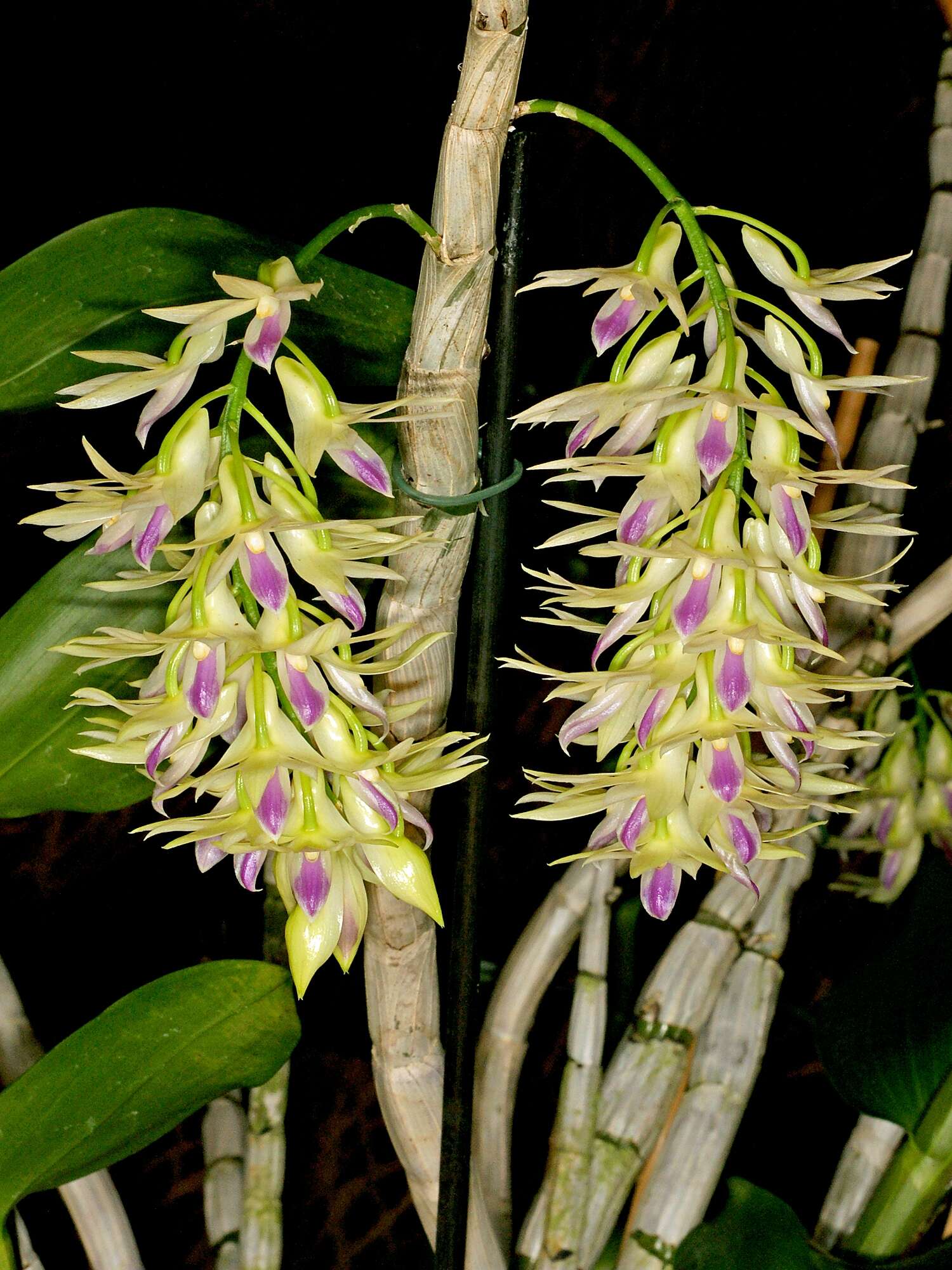 Imagem de Dendrobium amethystoglossum Rchb. fil.