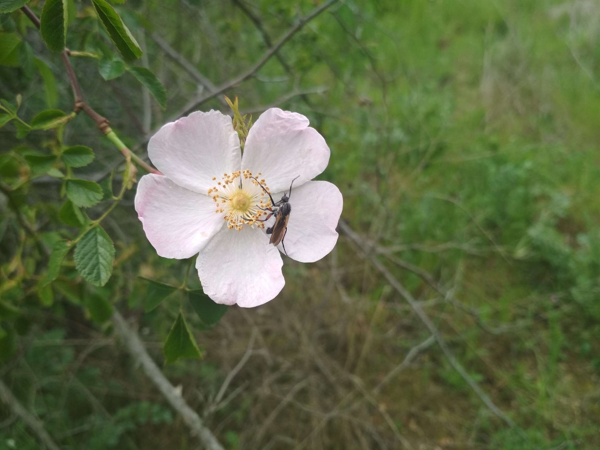 Image de "Rosier à petites fleurs, Églantier à petites fleurs"