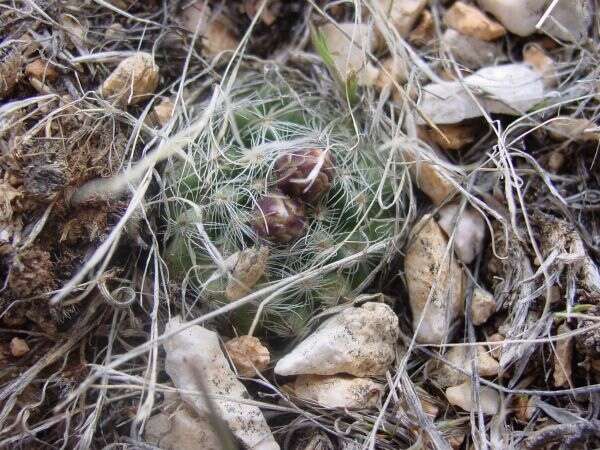 Image of Houserock Valley Cactus