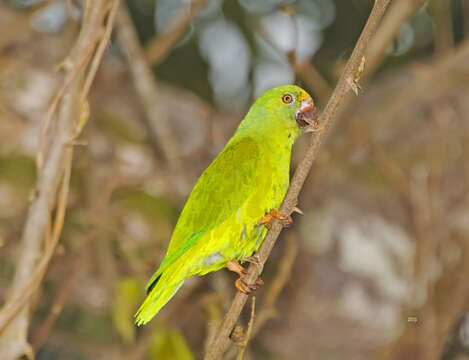 Image of Tui Parakeet