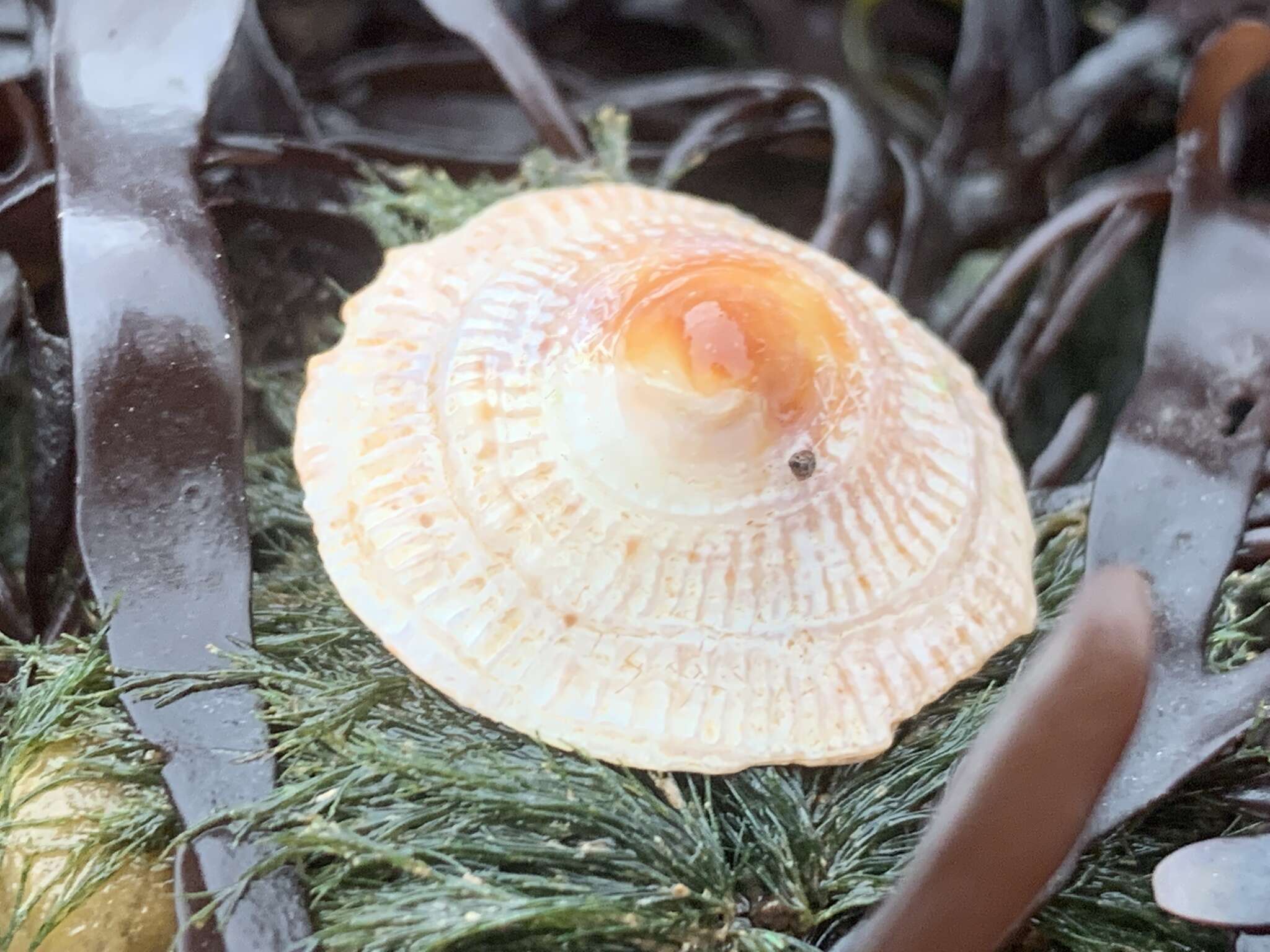 Image of striate cup-and -saucer