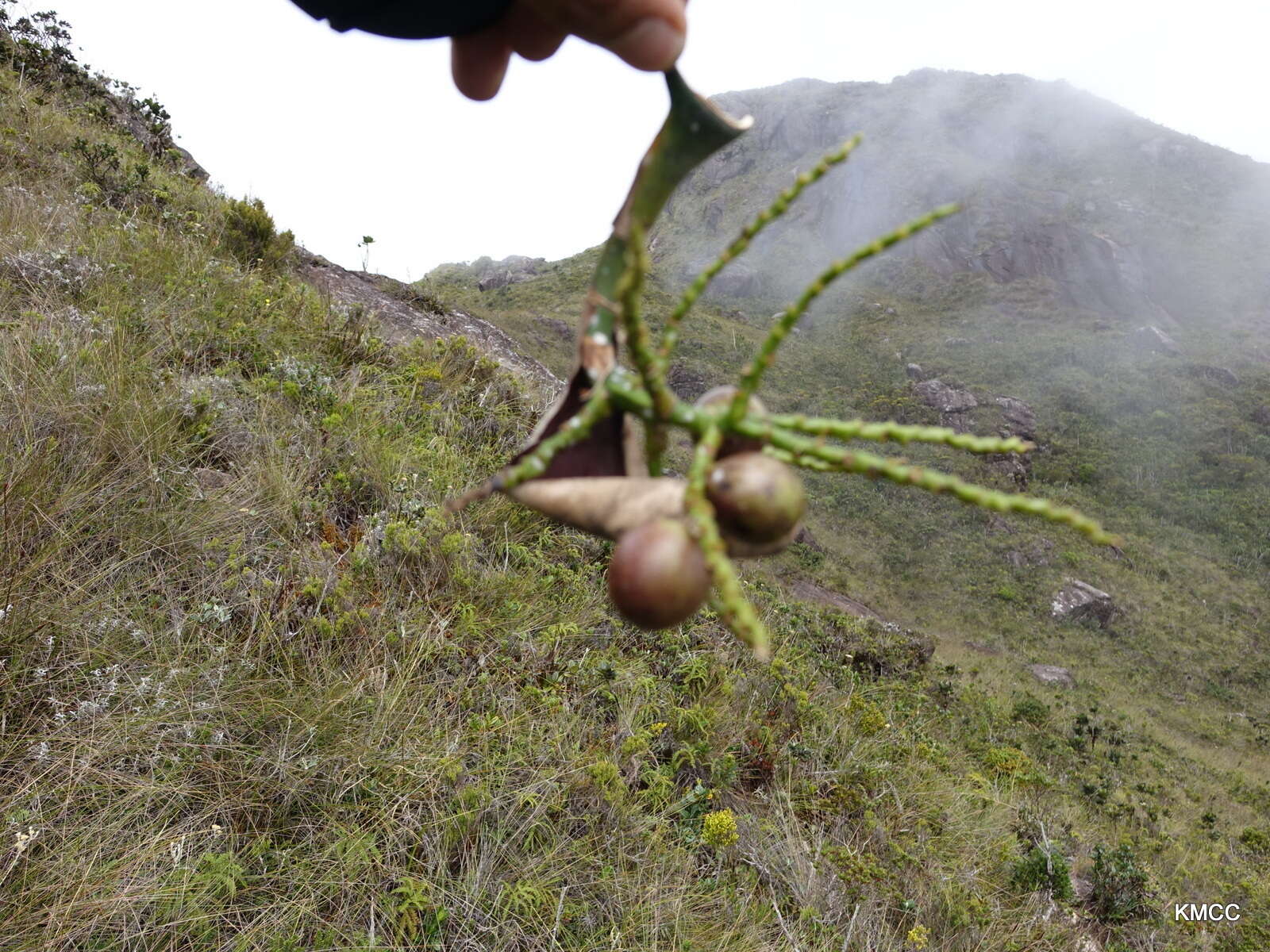 Image of Dypsis pumila Beentje