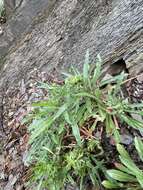 Oenothera argillicola Mackenzie的圖片