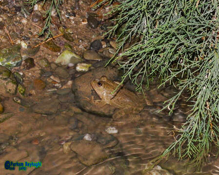 Image of Indian Skipper Frog