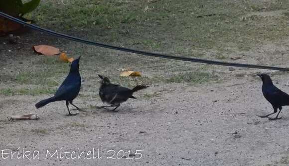 Image of Carib Grackle