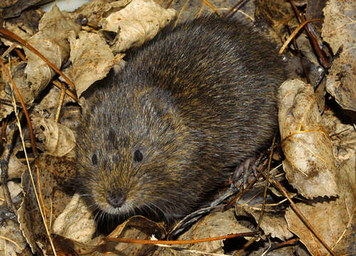 Image of Southern Water Vole