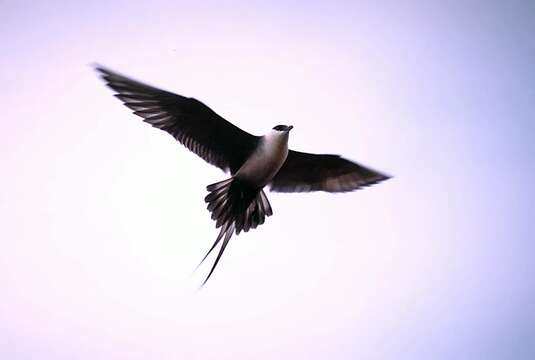 Image of Long-tailed Jaeger