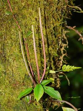 Image of cypress peperomia