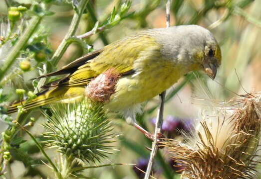 Image of Cape Canary