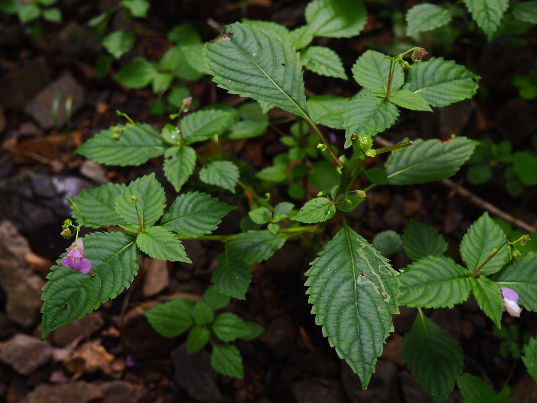 Image de Impatiens furcillata Hemsl. ex Forb. & Hemsl.