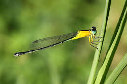 Ischnura pruinescens (Tillyard 1906) resmi