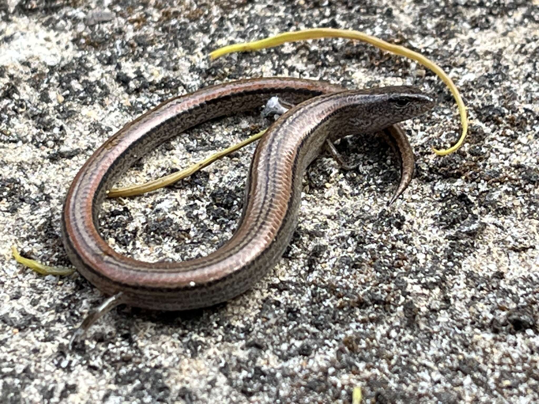 Image of Two-toed Earless Skink