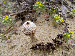 Image of Tulostoma