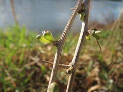 Image of matrimony vine