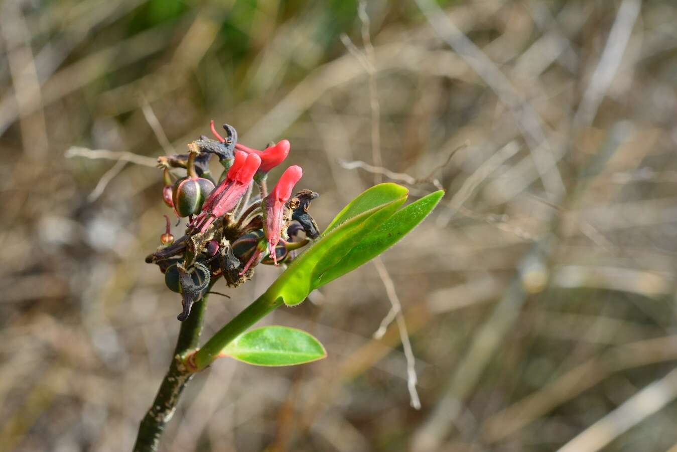 Image of Euphorbia calcarata (Schltdl.) V. W. Steinm.