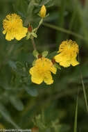 صورة Hypericum kalmianum L.