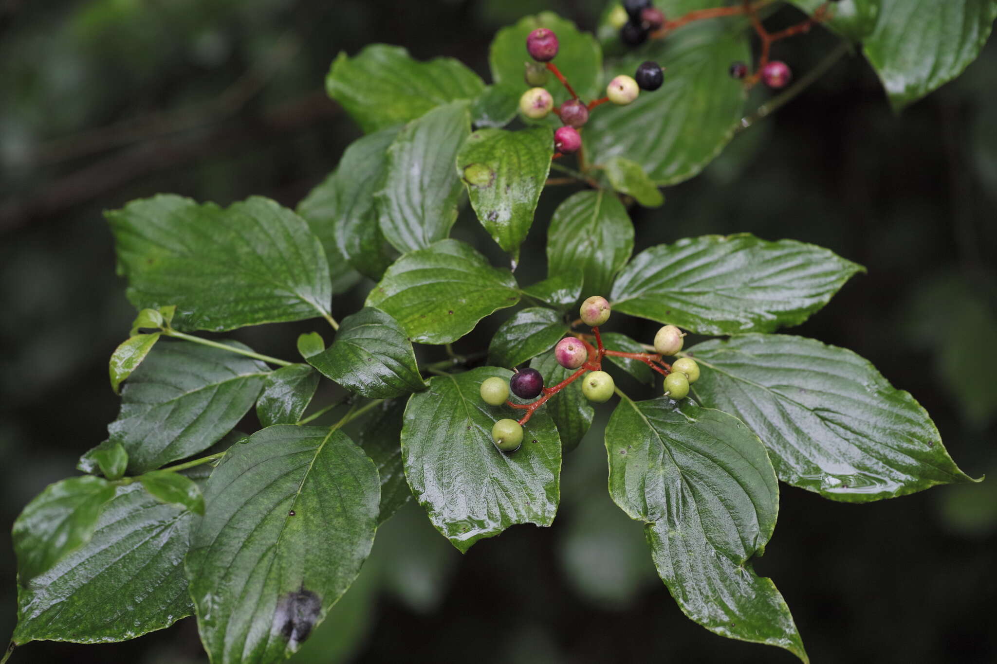 Image of alternateleaf dogwood