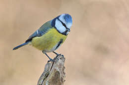 Image of Tit