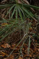 Andropogon cretaceus的圖片