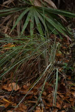 Image de Andropogon cretaceus