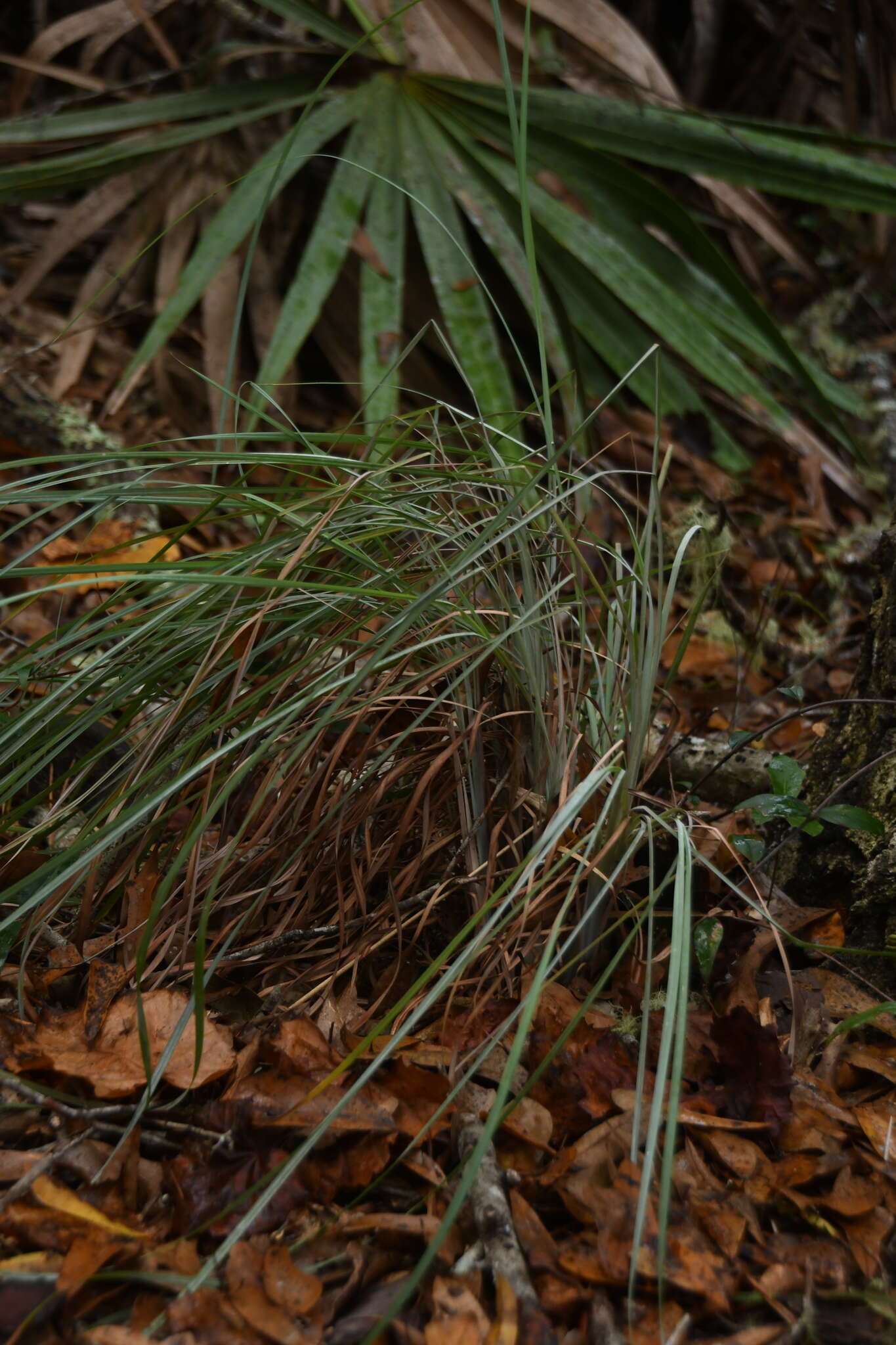 Andropogon cretaceus的圖片