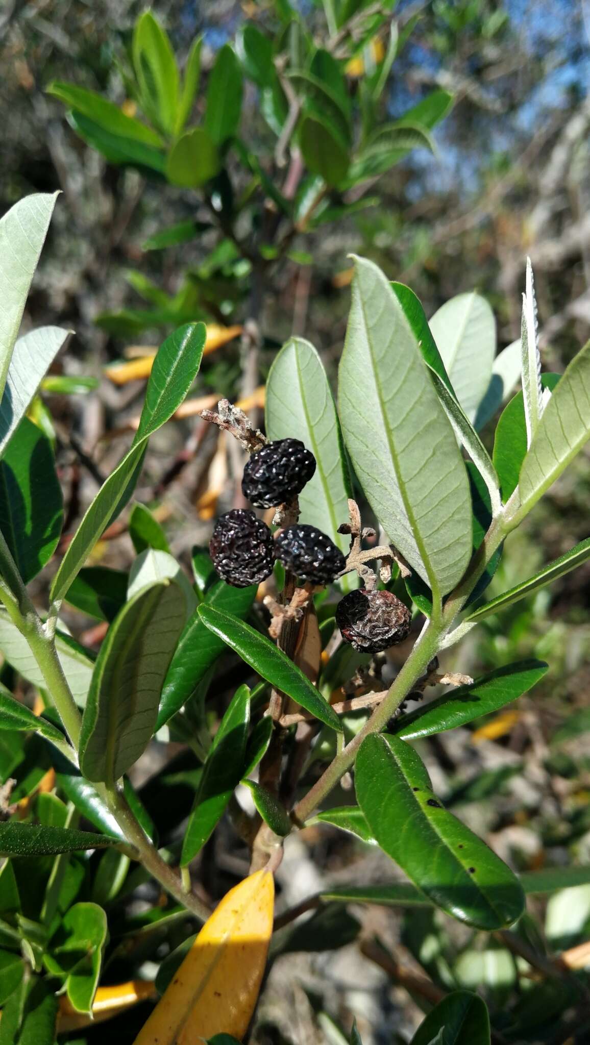 Plancia ëd Ozoroa mucronata (Bernh. ex Krauss) R. & A. Fernandes