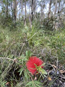 صورة Callistemon pachyphyllus Cheel