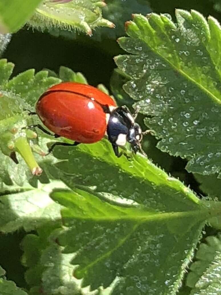 Imagem de Coccinella californica Mannerheim 1843