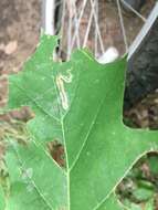 Image of Stigmella quercipulchella (Chambers ex Hayden 1882) Wilkinson et al. 1979