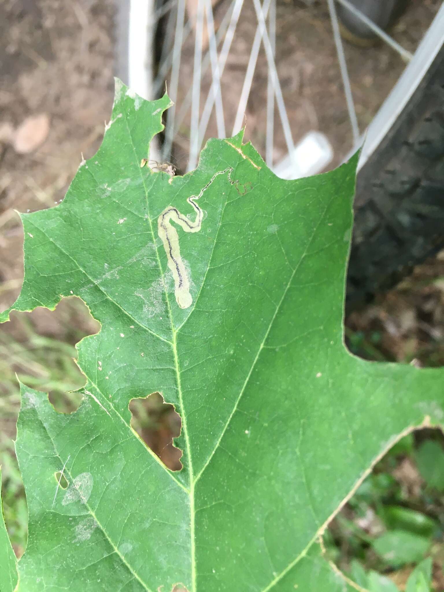 Image of Stigmella quercipulchella (Chambers ex Hayden 1882) Wilkinson et al. 1979