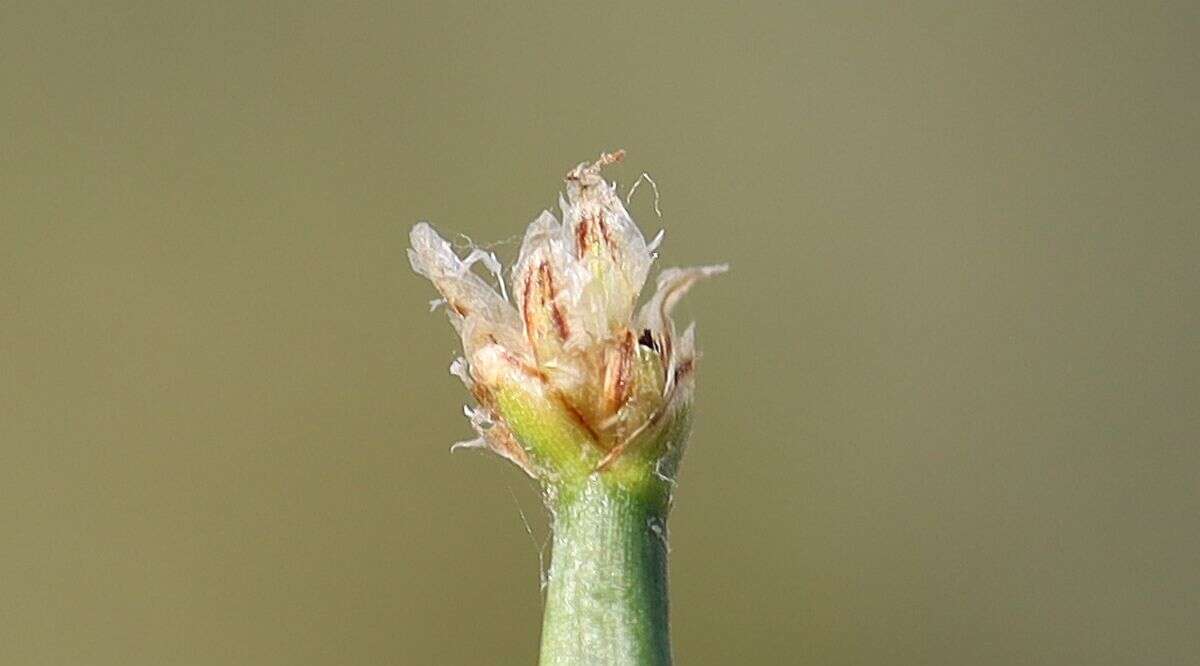 Image of Eleocharis palustris subsp. waltersii