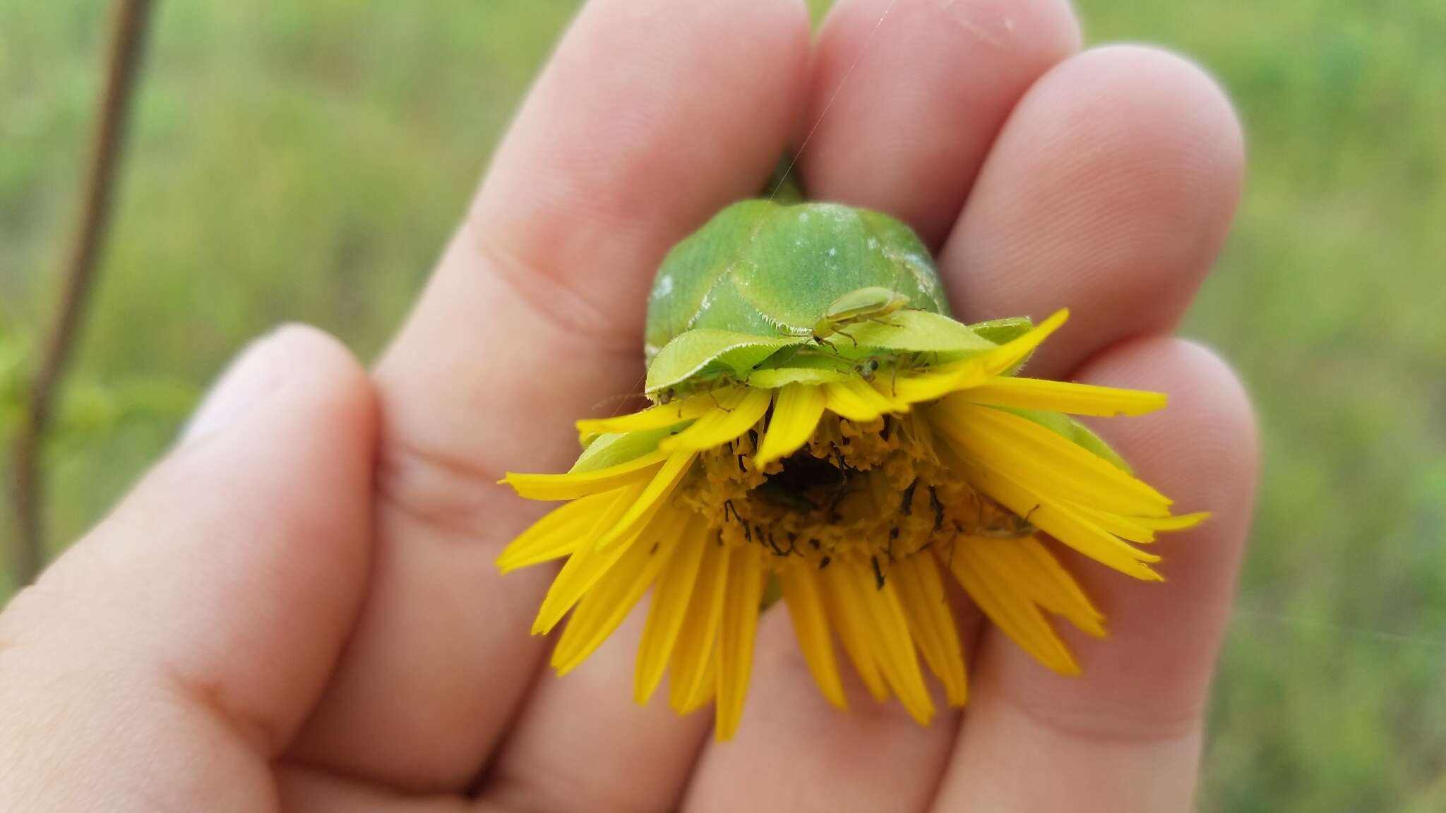 Image of Northern Corn Rootworm