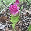 Imagem de Curcuma elata Roxb.