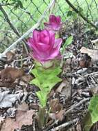 Image de Curcuma elata Roxb.