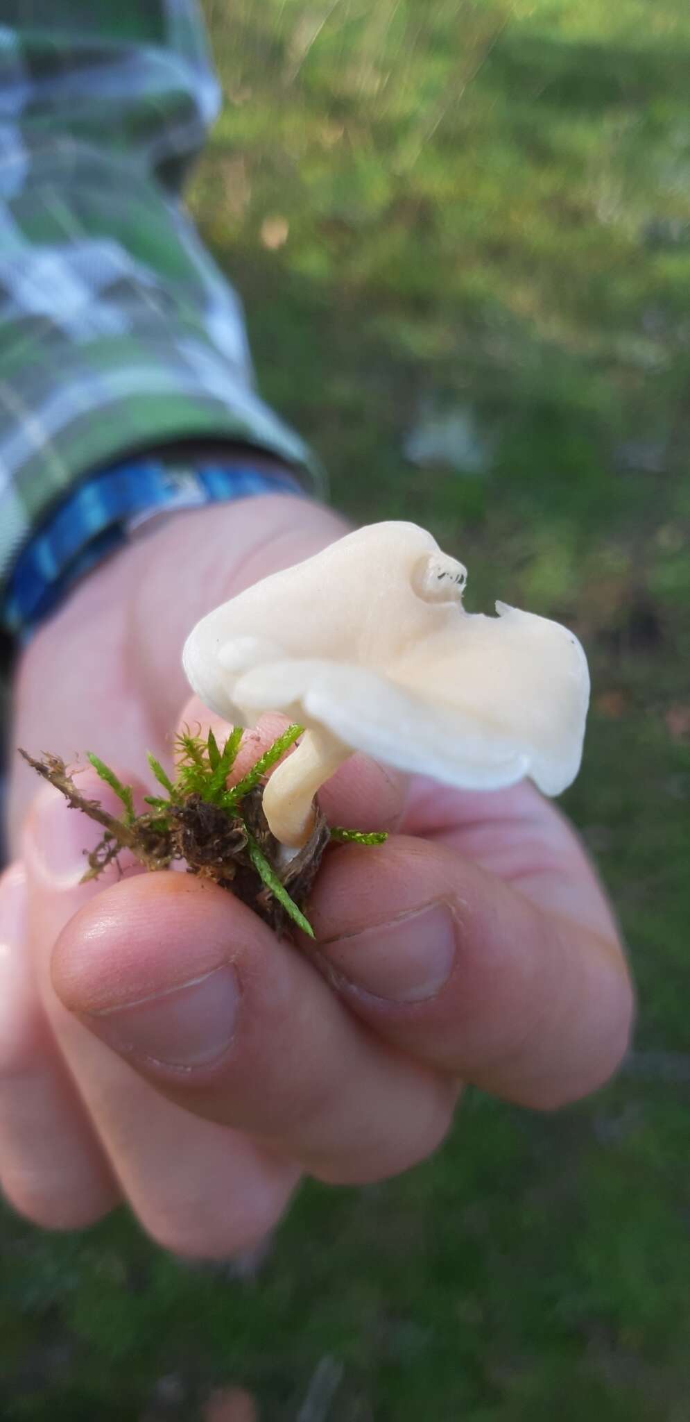 Imagem de Leucocybe candicans (Pers.) Vizzini, P. Alvarado, G. Moreno & Consiglio 2015