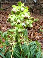 Image of Stinking Hellebore