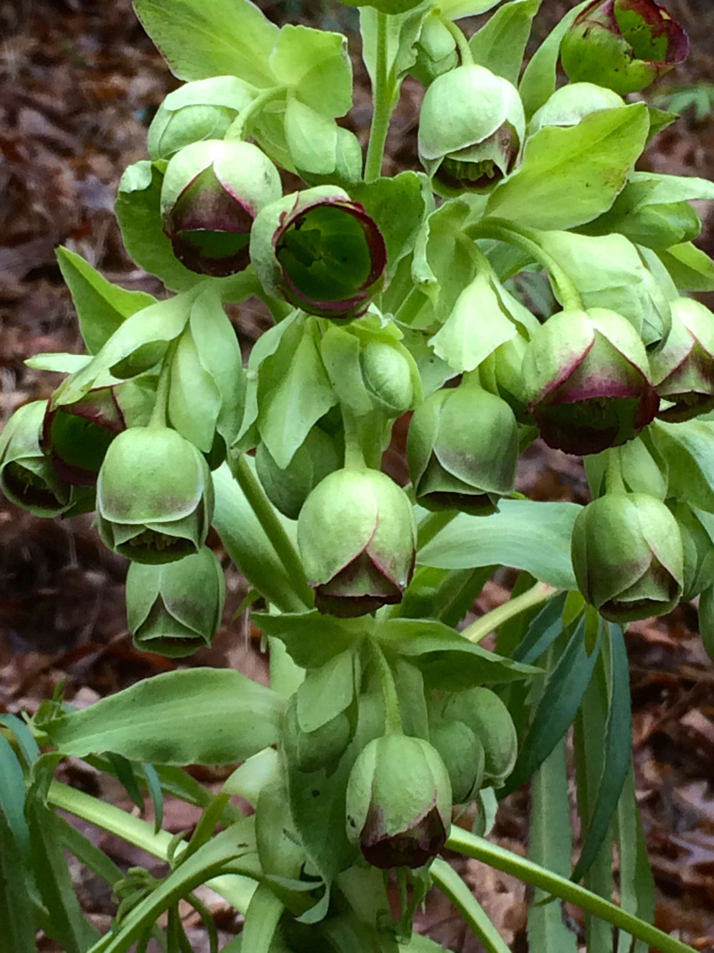 Image of Stinking Hellebore