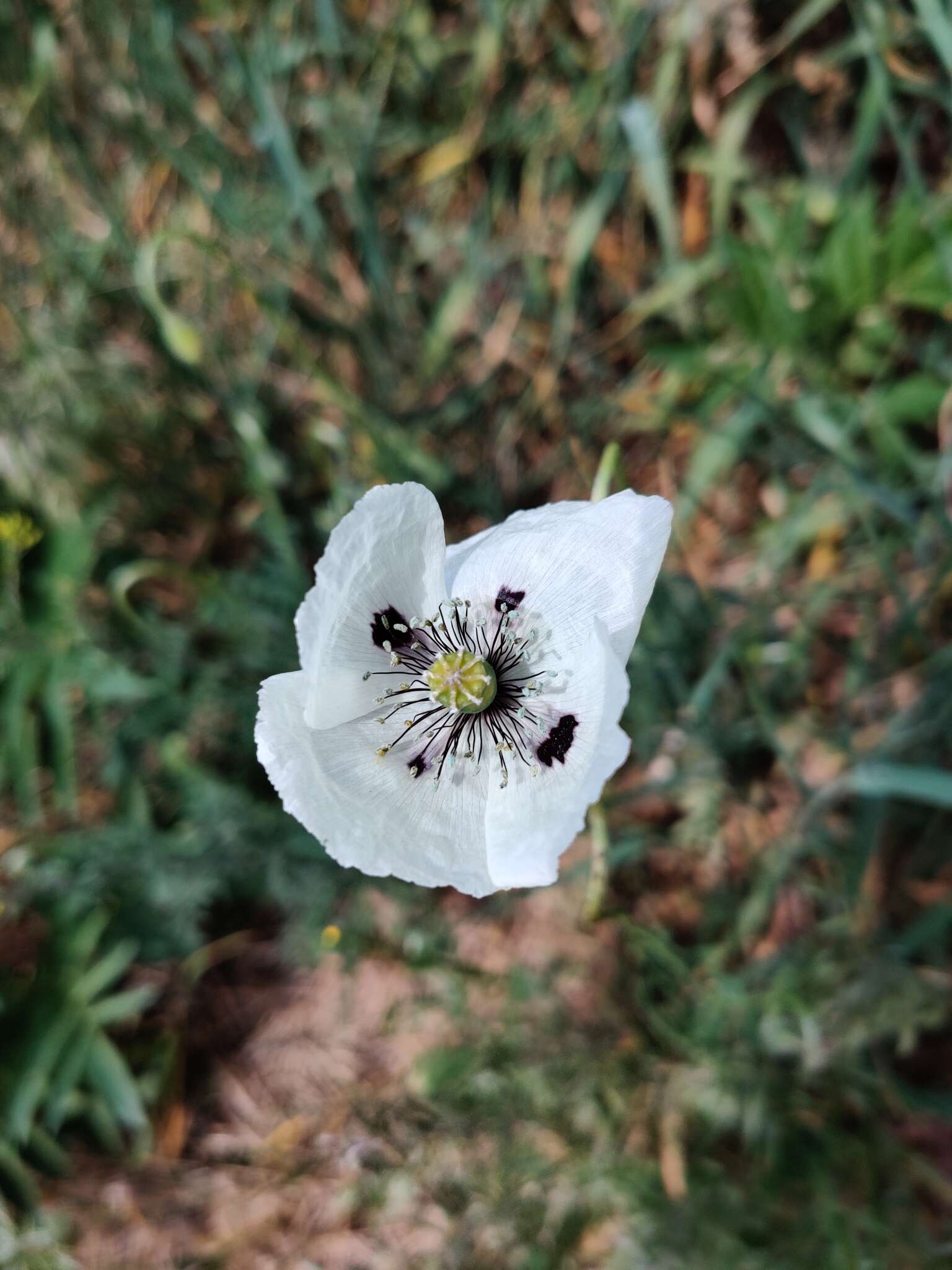 Image of Papaver albiflorum subsp. austromoravicum K. Kubat