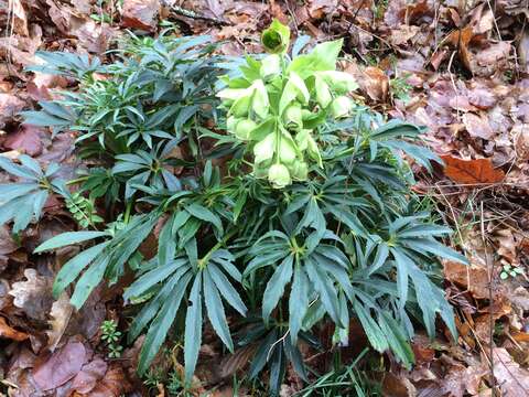 Image of Stinking Hellebore