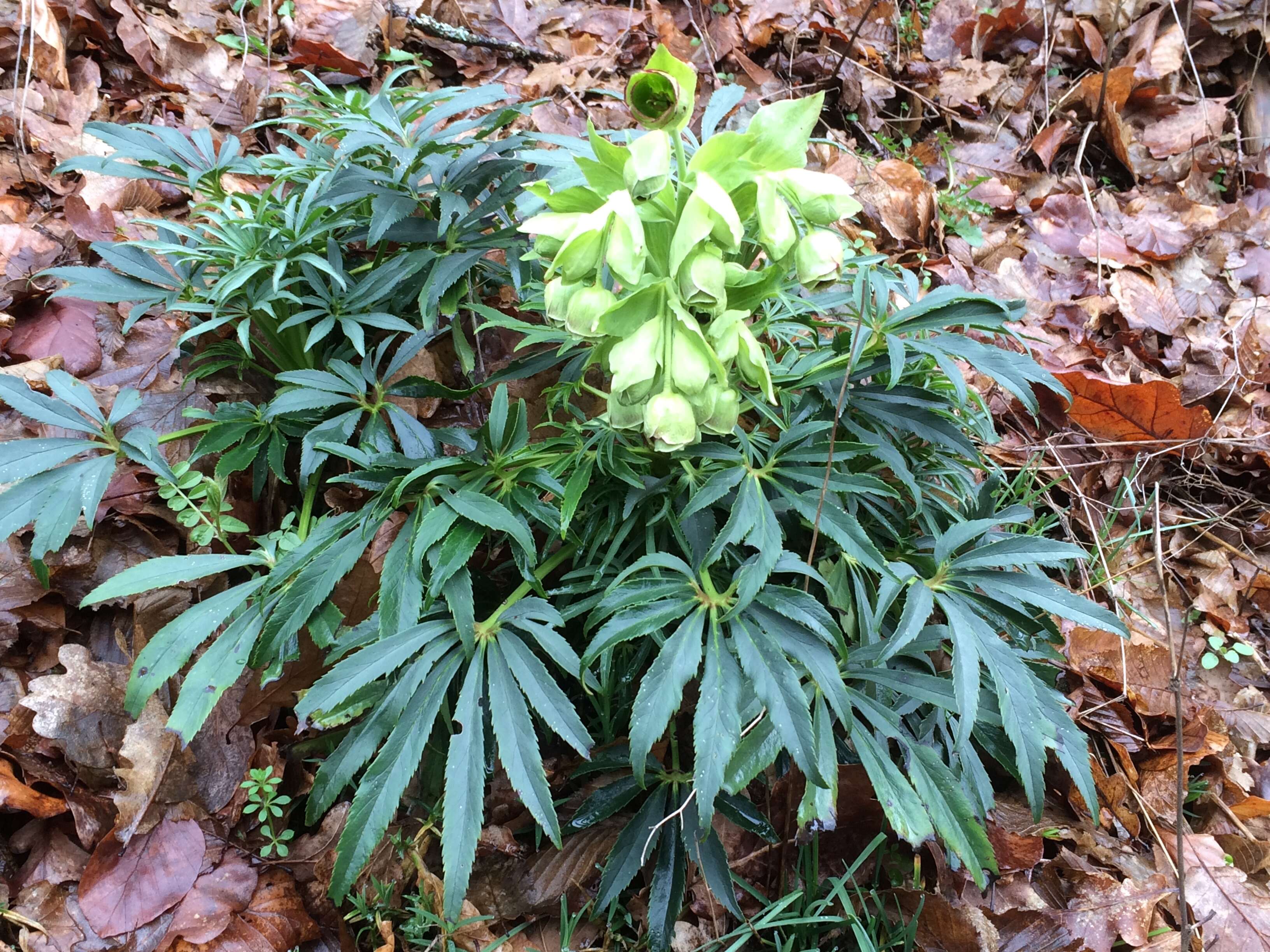 Image of Stinking Hellebore