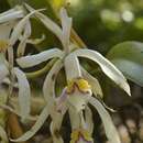 Imagem de Cattleya iricolor Rchb. fil.