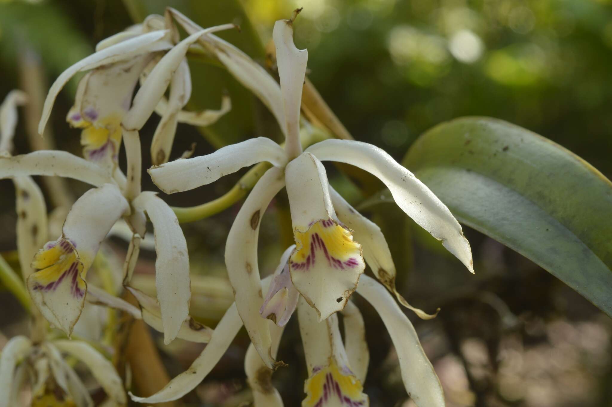 Imagem de Cattleya iricolor Rchb. fil.