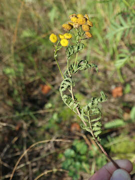 Image of Puccinia tanaceti DC. 1805